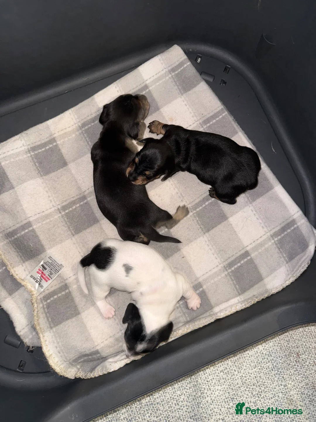 Miniature Dachshund dogs for sale: Miniature Dachshunds  - Advert 2