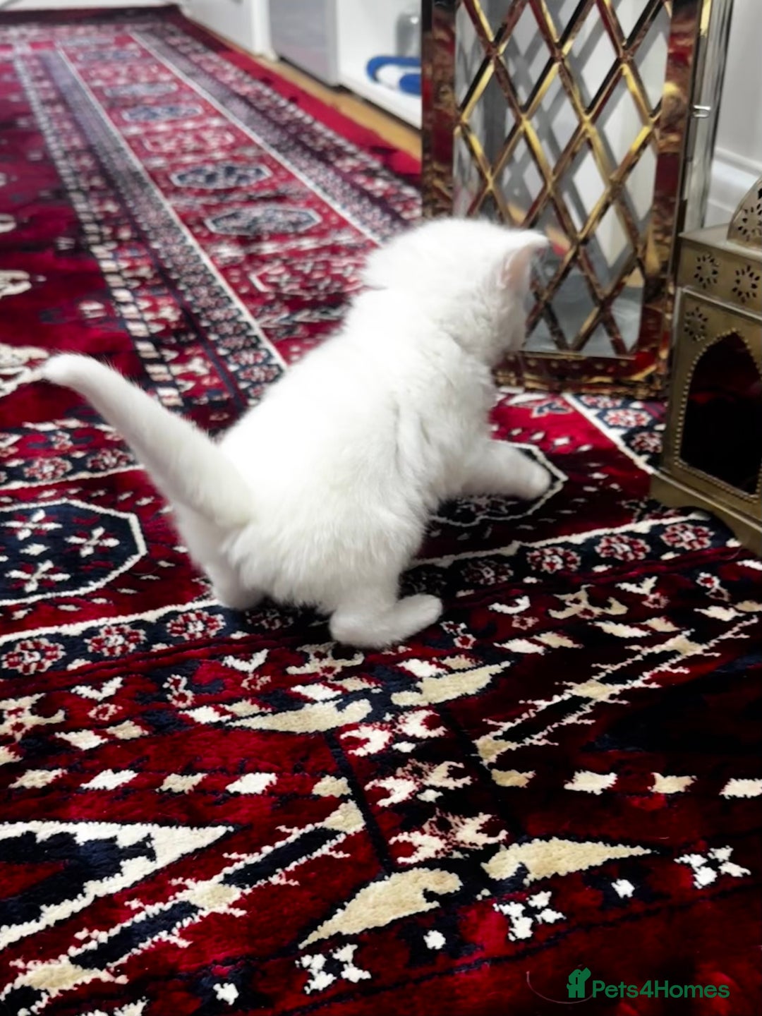 Siamese cats for sale: Siamese x russian blue kittens - Advert 26