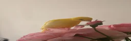 Canaries birds for sale: Adult and hand reared young canaries - Advert 2
