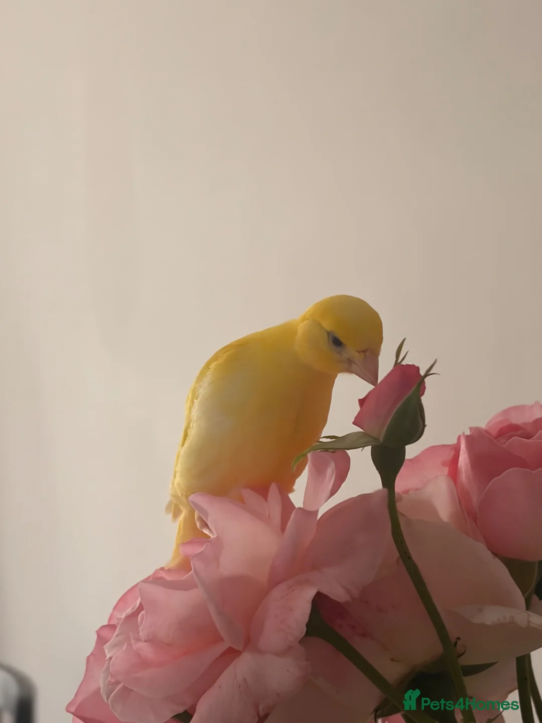 Canaries birds for sale: Adult and hand reared young canaries - Advert 2