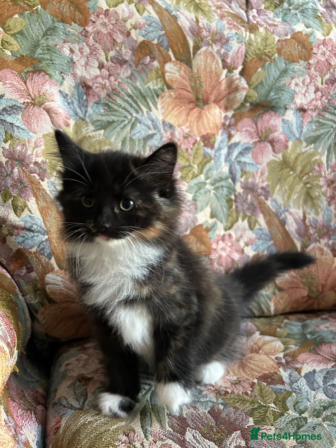 Mixed Breed cats for sale: 4 Beautiful kittens looking for living homes. - Advert 2