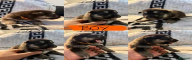 Orange boy
