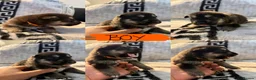 Shepsky dogs for sale: Puppies for sale - Advert 7