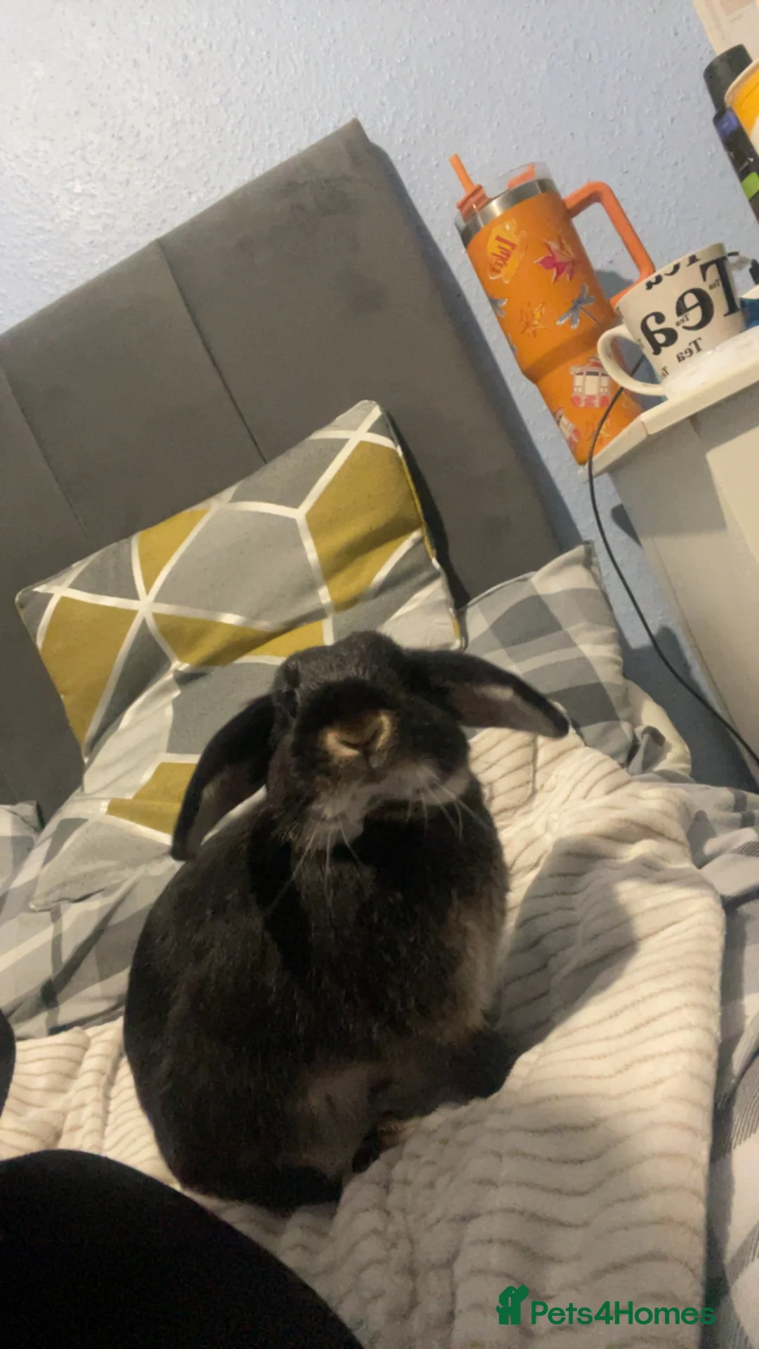 Mixed Breed rabbits for sale: Rabbit for sale  in Leicester - Advert 1