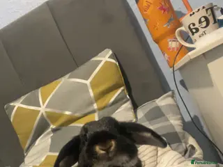 Mixed Breed rabbits Rabbit for sale - Advert 15