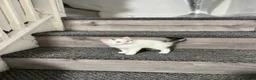 Mixed Breed cats for sale: 3 gorgeous kittens - Advert 4