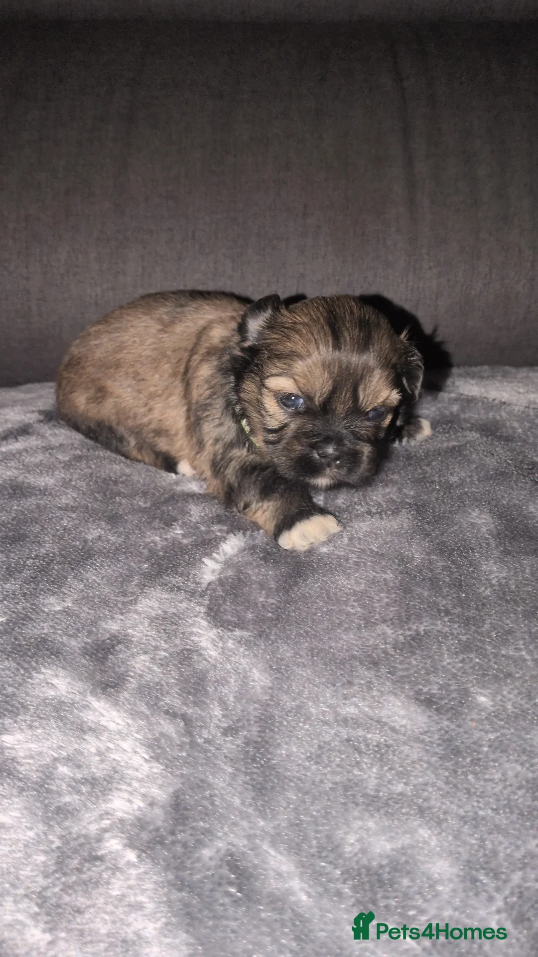 Lhasa Apso dogs for sale: 4 Beautiful beautiful Lhasa Apso Babies For Sale  - Advert 16