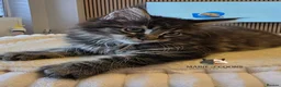 Maine Coon cats for sale: Maine coon kittens - Advert 25