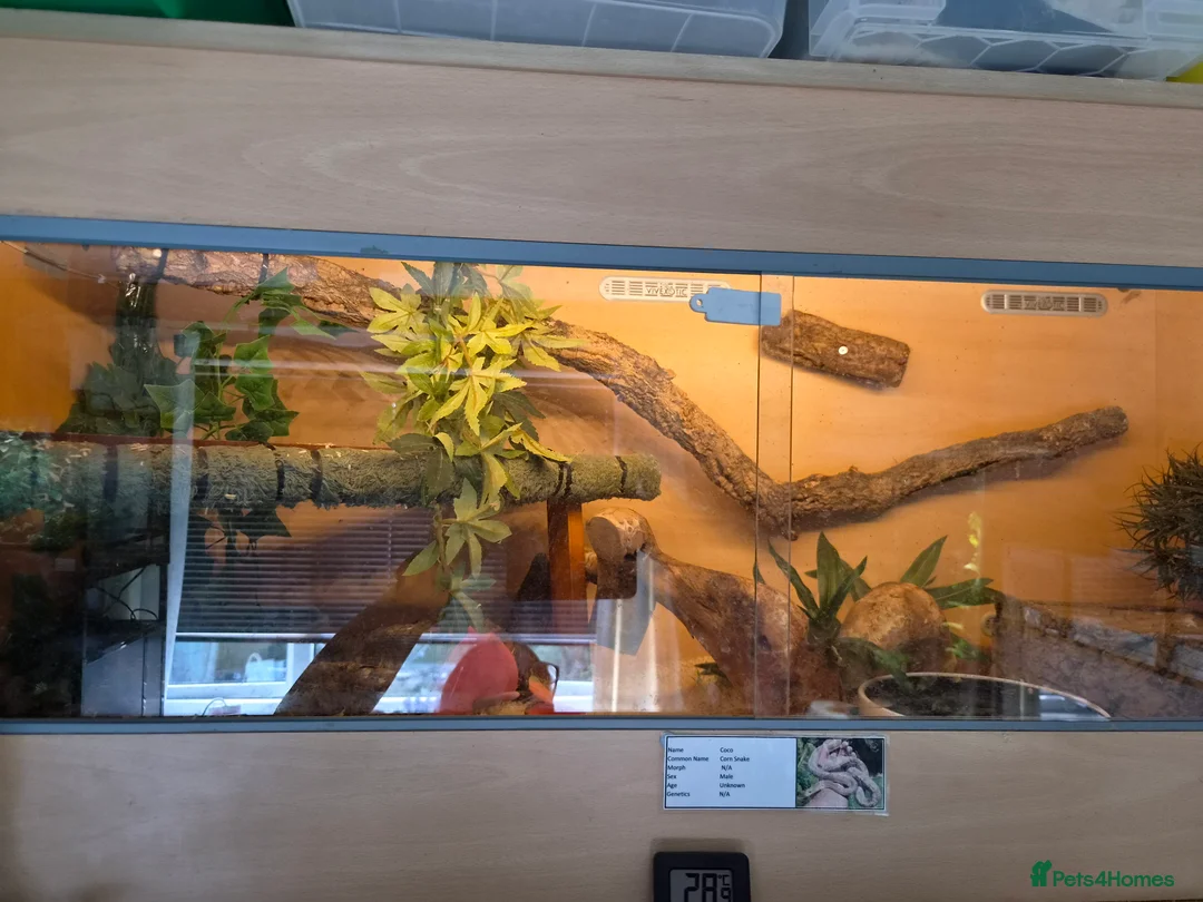 Mixed Breed reptiles for sale: Selling all our reptile collection - Advert 19