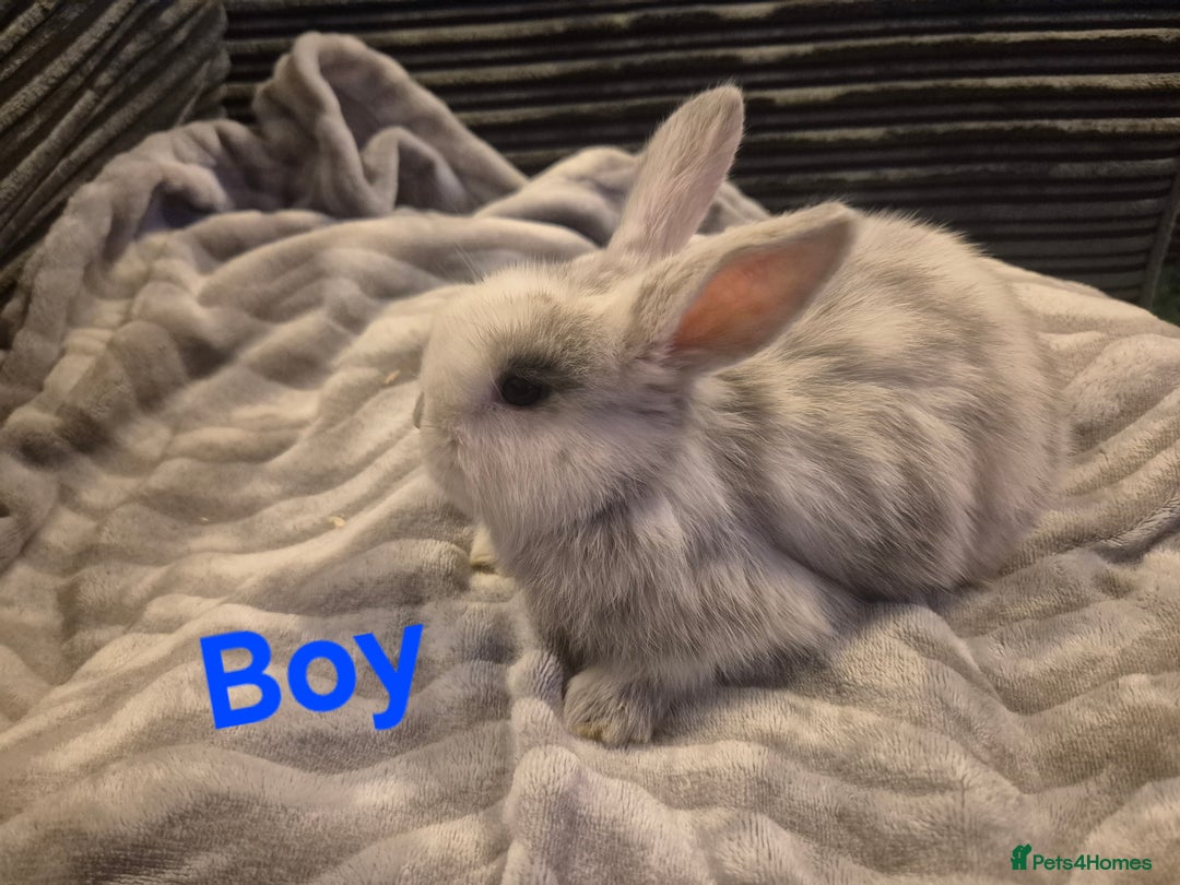 Mini Lop rabbits for sale: Beautiful mini lops  - Advert 2