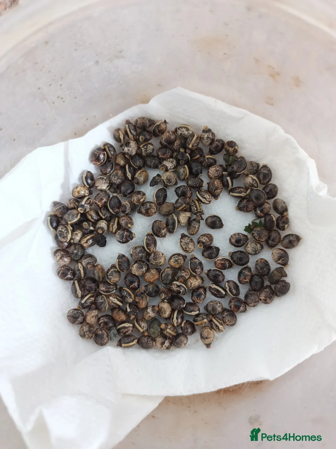 Stick Insects invertebrates for sale: Macleays Spectre/Giant Prickly Stick Insect Eggs - Advert 2