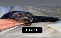 Dachshund dogs for sale: Dapple dachshund puppies for sale  - Image 3