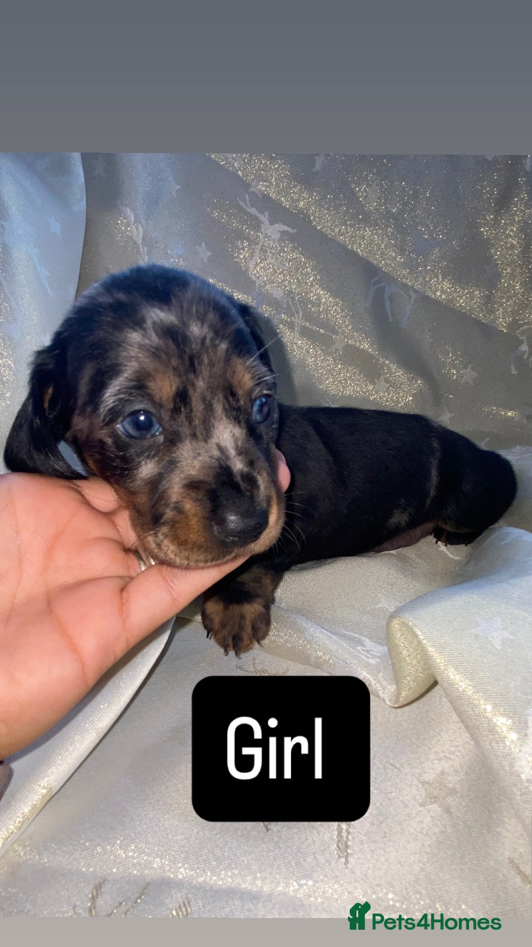 Dachshund dogs for sale: Dapple dachshund puppies for sale  - Image 3