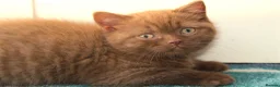 British Shorthair cats for sale: Chocolate & Cinnamon ⭐ British Shorthair Kittens  - Advert 16