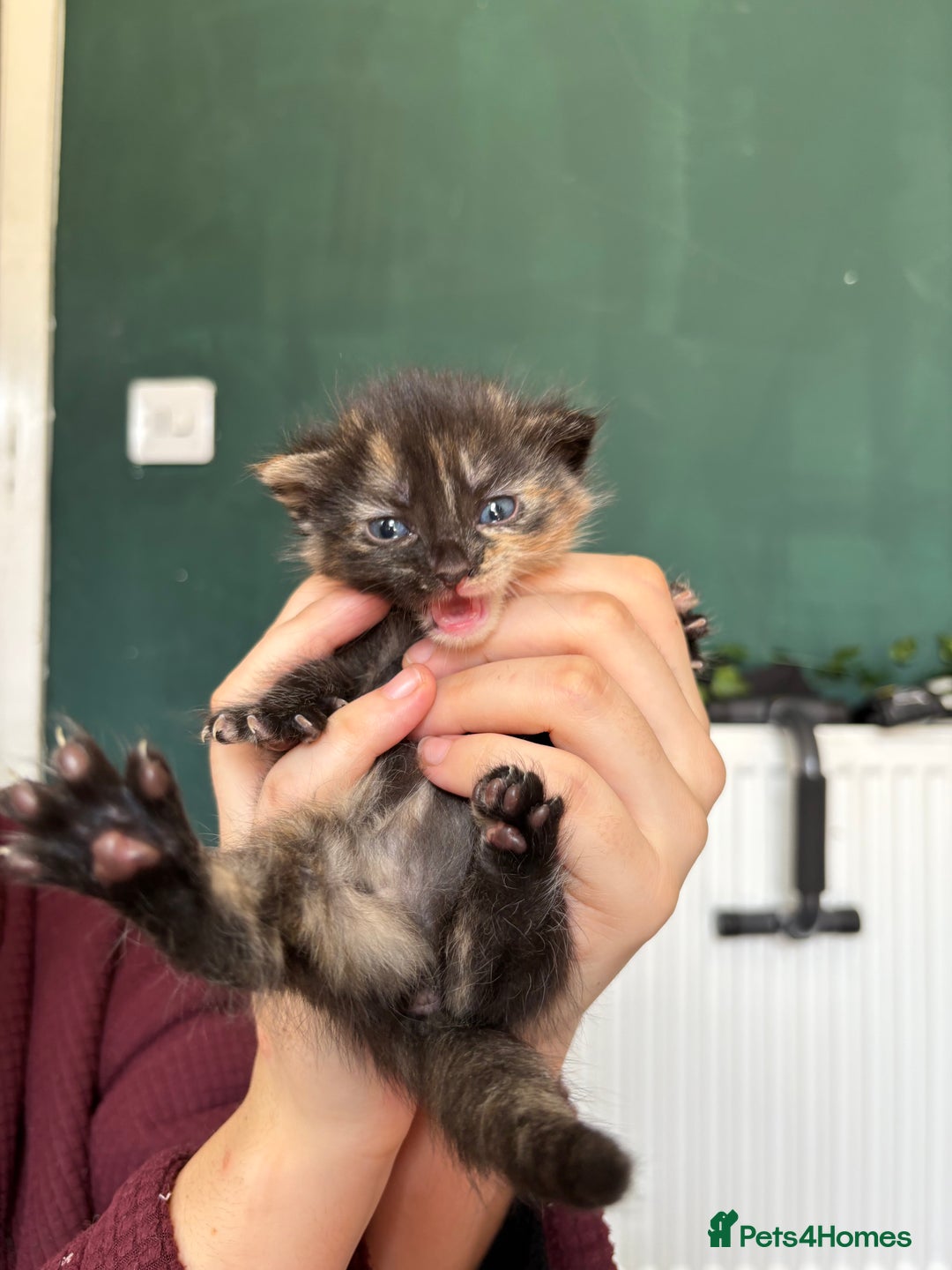 Bengal cats for sale: Beautiful half bengal kittens  - Image 13