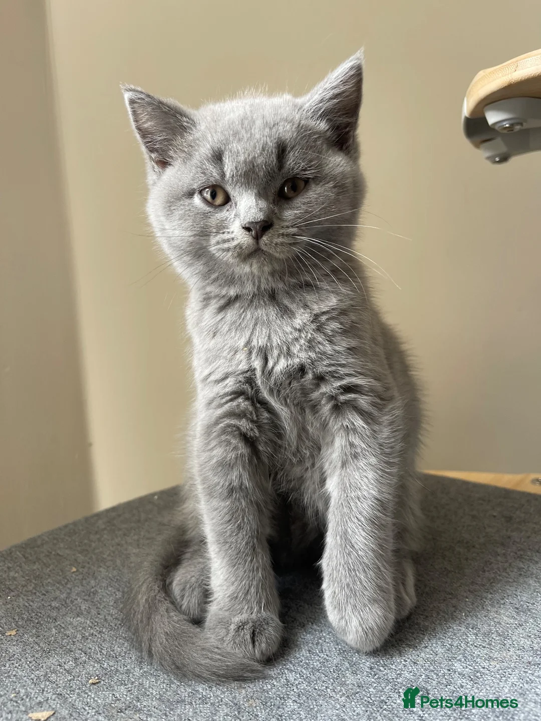 British Shorthair cats for sale: GCCF Registered British Shorthairs / Longhairs - Advert 2