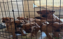 Mixed Breed dogs for sale: Staffie cross puppies  - Image 1