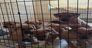 Mixed Breed dogs - Advert 13