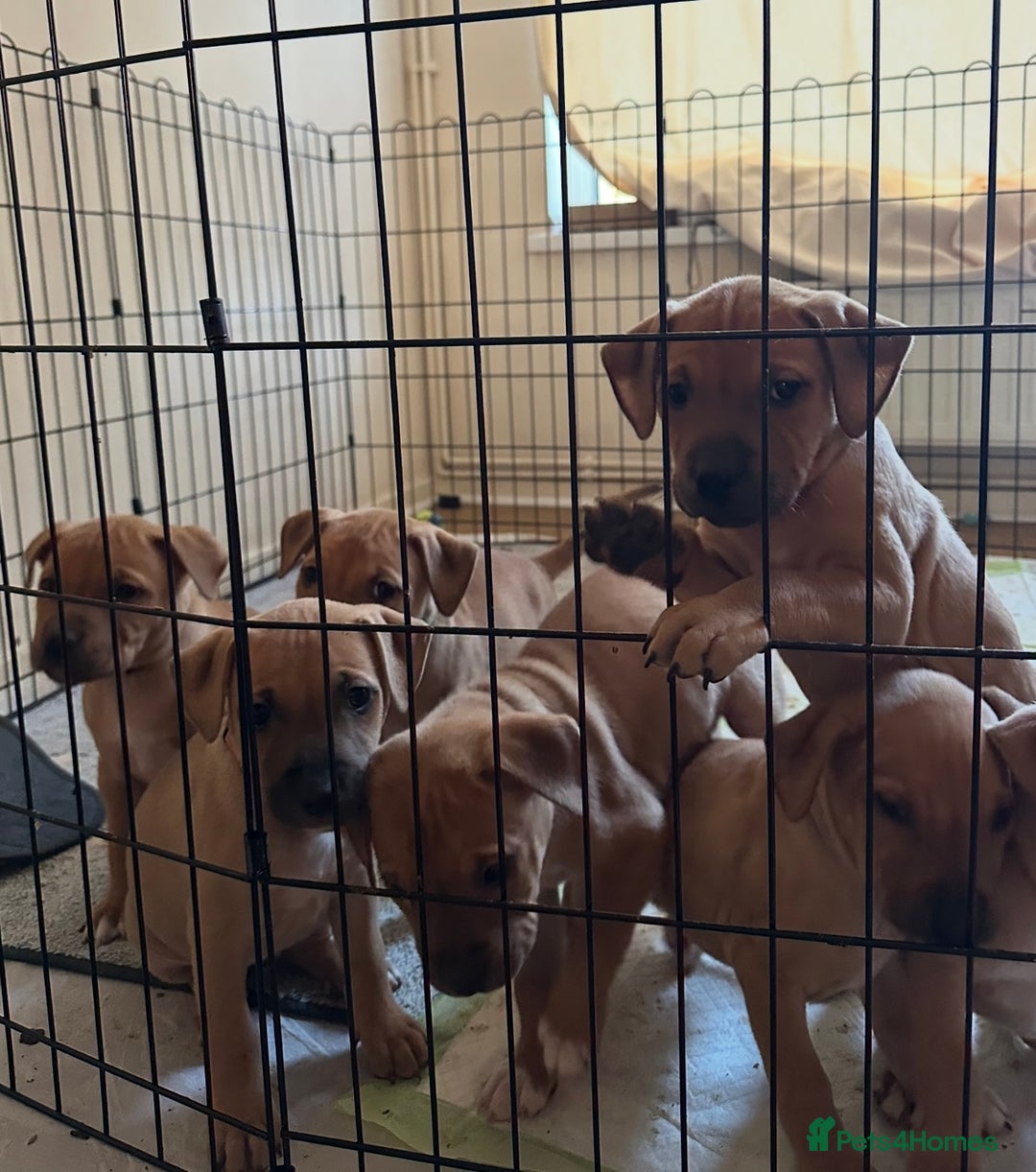 Mixed Breed dogs for sale: Staffie cross puppies  - Image 1