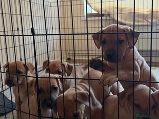 Mixed Breed dogs - Advert 5
