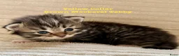 Siberian cats for sale:  pretty Pedigree Siberian kittens 1 Female Left - Advert 4
