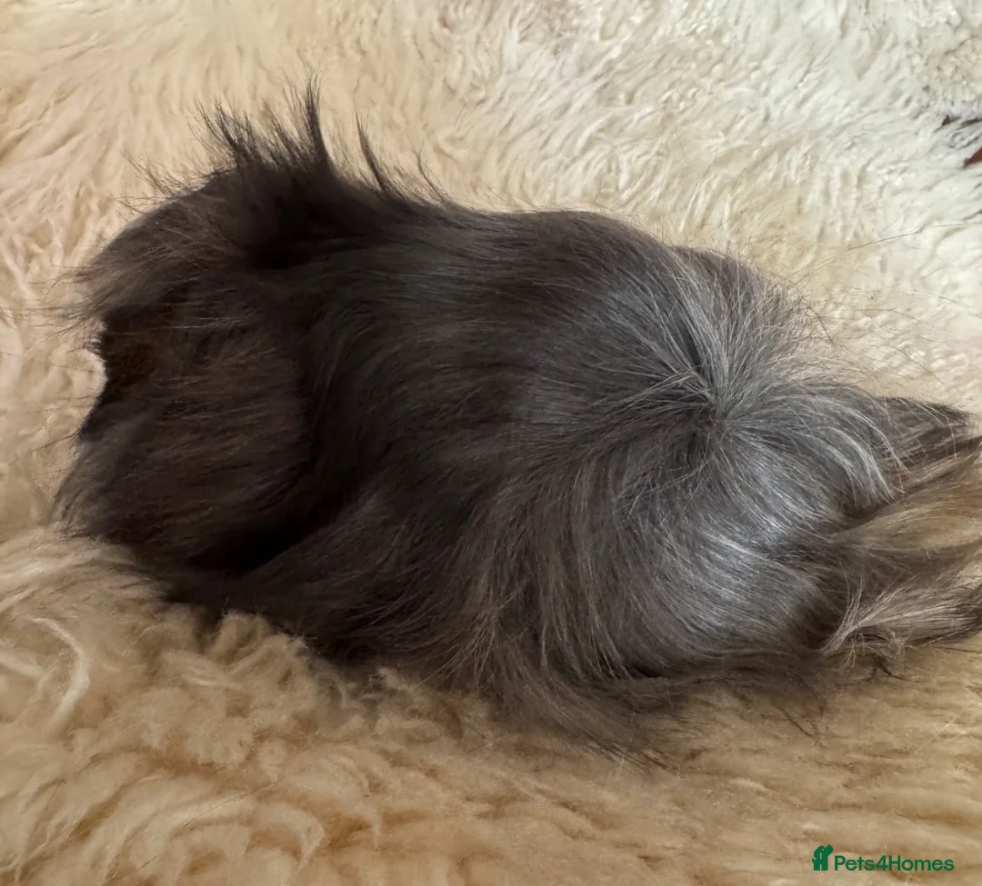 Guinea Pig rodents for sale: Peruvian guinea pig sows  - Advert 7