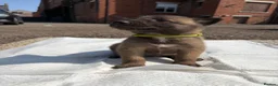 Belgian Shepherd Dog dogs for sale: Mali puppies  in Bishop Auckland - Advert 26