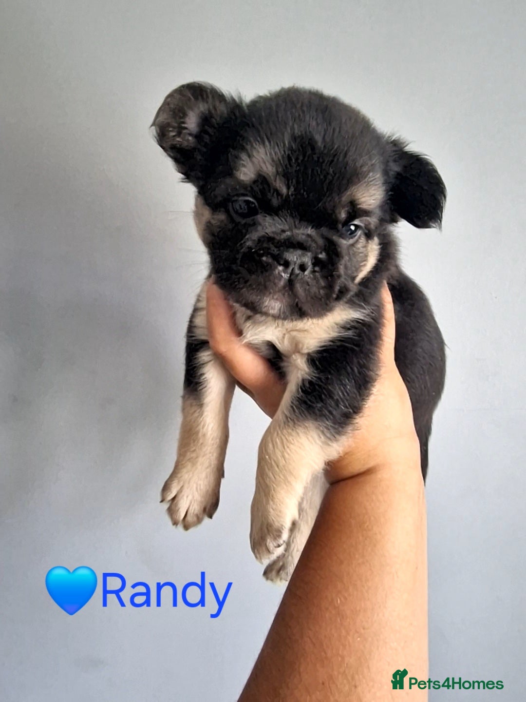 French Bulldog dogs for sale: Fluffy french bulldog puppies - Image 12