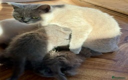 British Shorthair cats for sale: Adorable BSH kittens  - Image 7