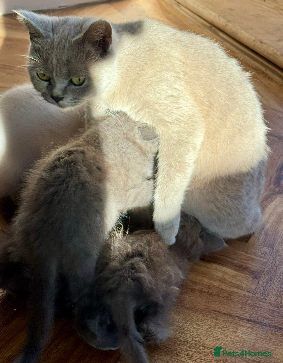 British Shorthair cats for sale: Adorable BSH kittens  - Image 7