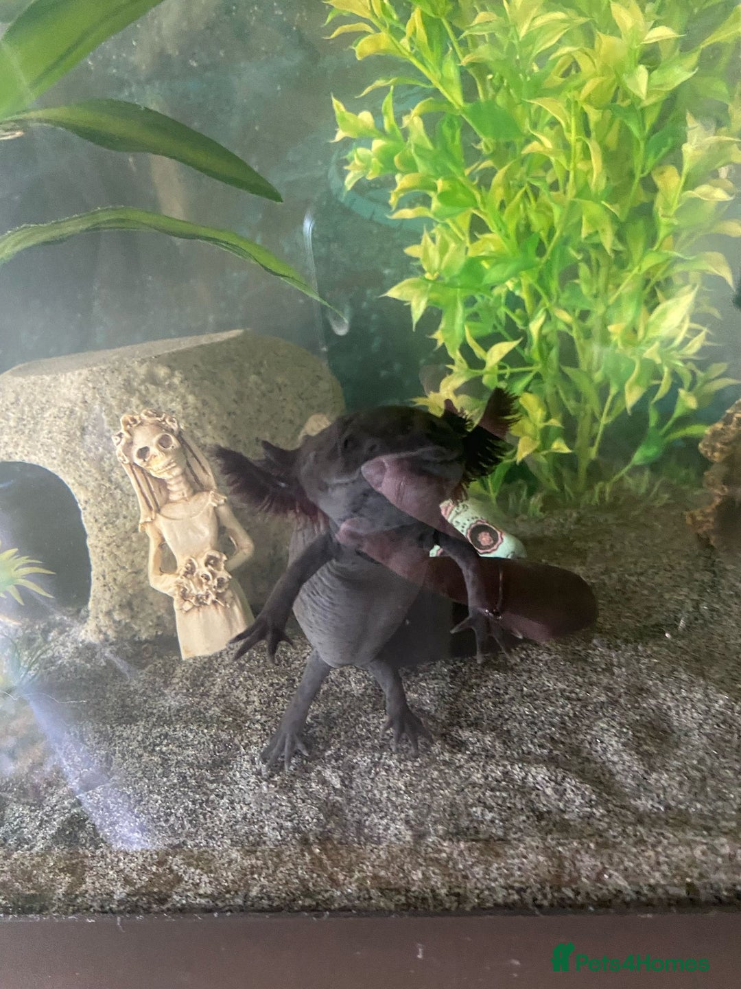 Axolotl reptiles for sale: Steve The “Giant” Melaniod Axolotl - Advert 1