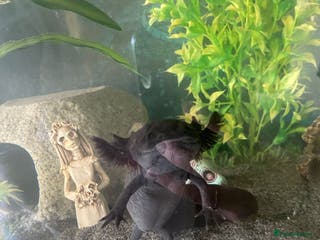 Axolotl reptiles Steve The “Giant” Melaniod Axolotl - Advert 7