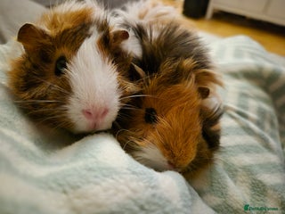 Guinea Pig rodents 2 female bonded Guinea Pigs - Advert 1