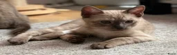 Bengal cats for sale: TICA registered Seal Solid Silver Mink Bengals - Advert 10
