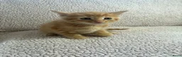 Mixed Breed cats for sale: Five Wonderful, Kichens, Very, Pretty Looking  - Advert 5