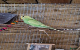 Budgerigars birds for sale: 6 baby budgies for sale from £30 to £40 - Image 2