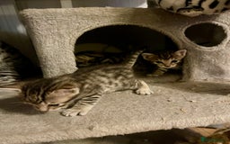 Bengal cats for sale: Beatiful bengal kittens.  - Image 5