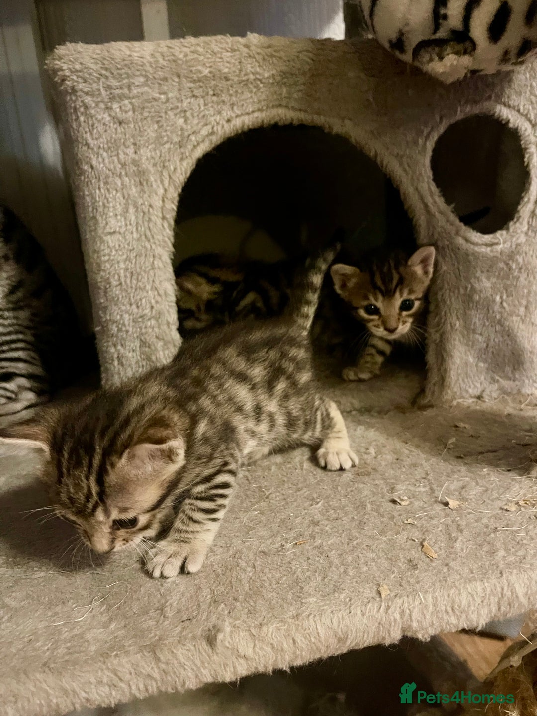 Bengal cats for sale: Beatiful bengal kittens.  - Image 5