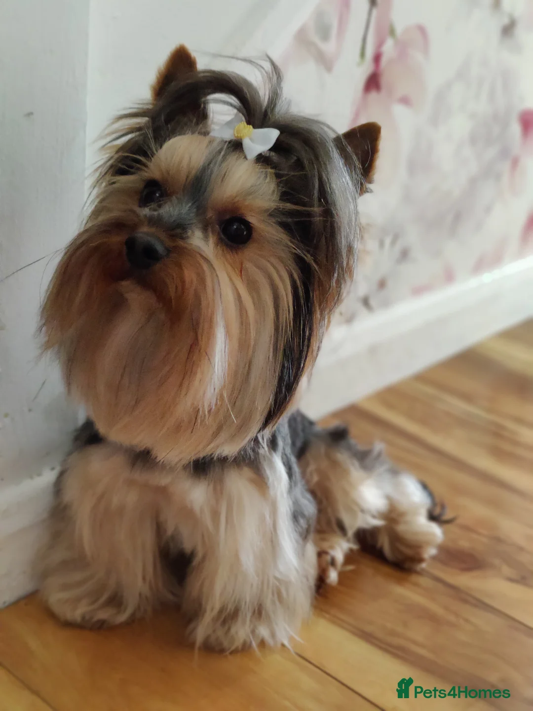 Yorkshire Terrier dogs for stud: Pedigree Yorkshire terrier for stud in Hull - Advert 4
