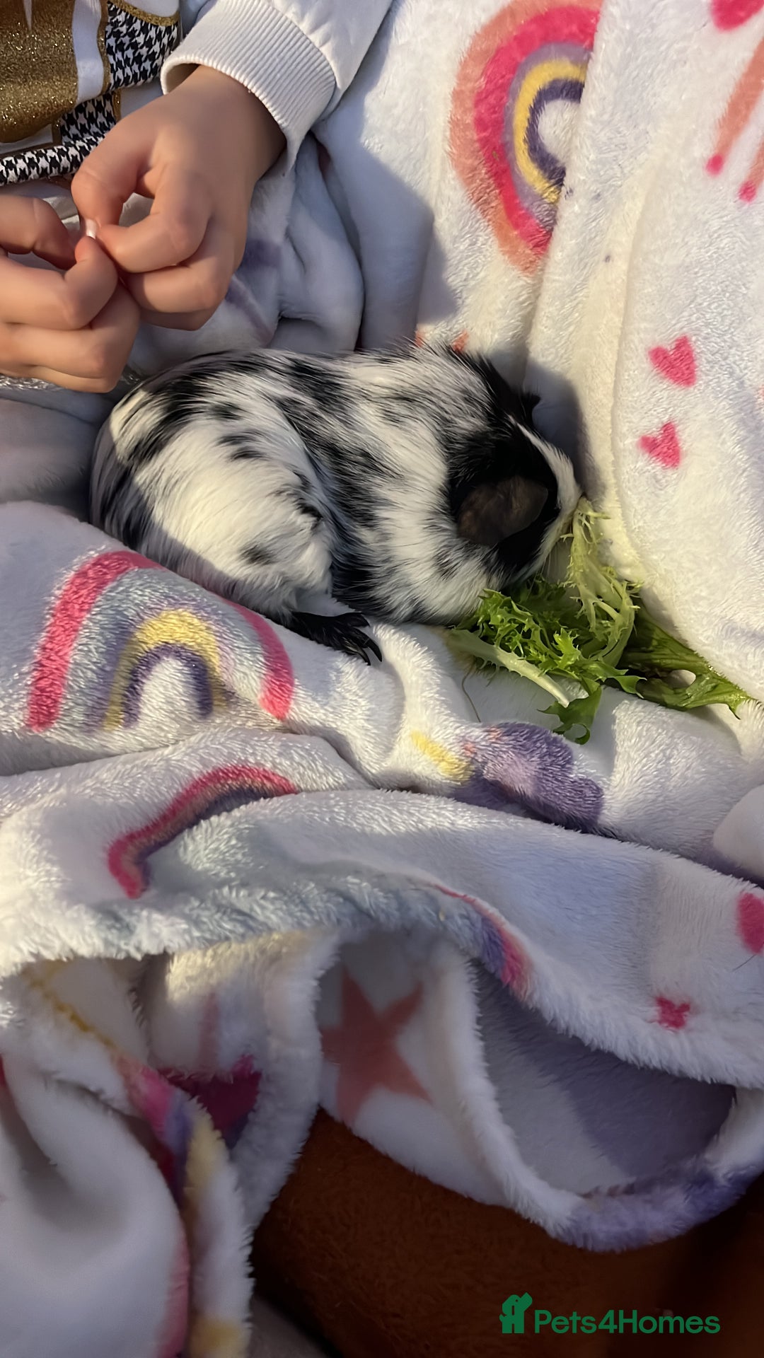 Guinea Pig rodents for sale: 2 female guinea pigs + complete set up! - Advert 5