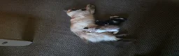 Ragdoll cats for sale: Mixed breed ragdolls.  - Advert 26
