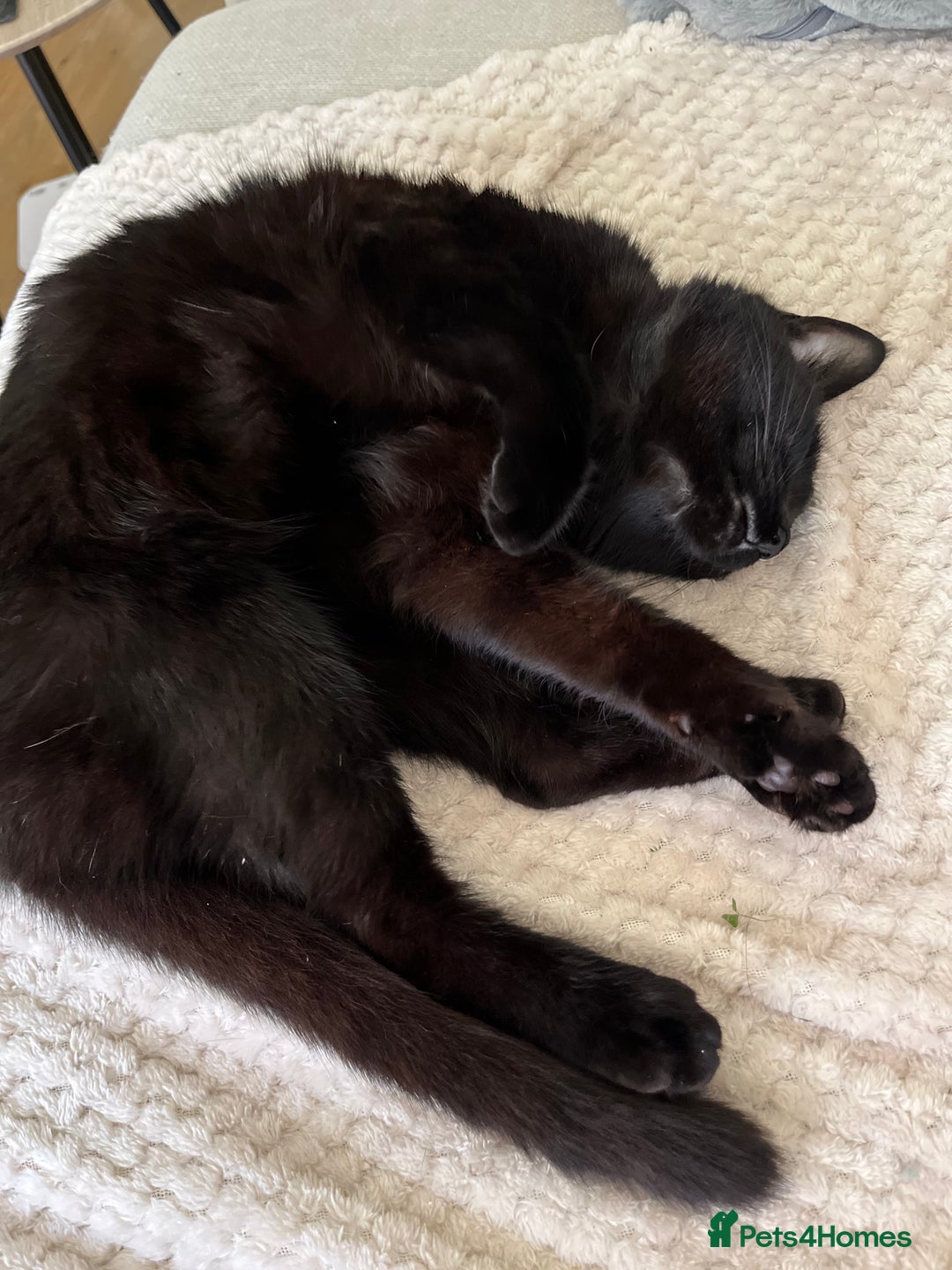 Mixed Breed cats for sale: Peppa and Roni looking for a new loving home! - Advert 4