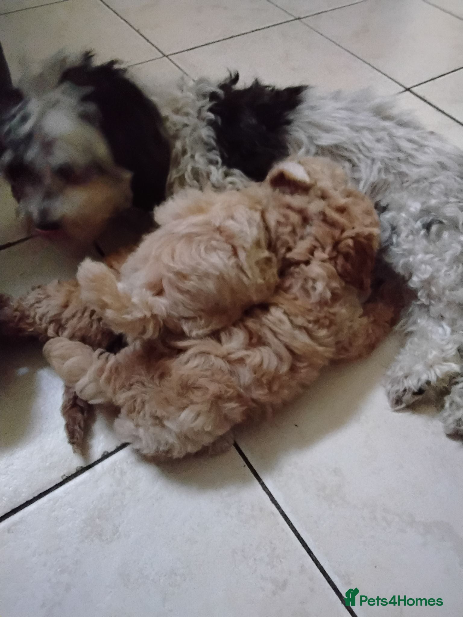Maltipoo dogs Maltipoo pups ready now  - Advert 1