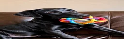 Labrador Retriever dogs for sale: Exceptional KC Reg Labrador Puppies For Sale! - Advert 1