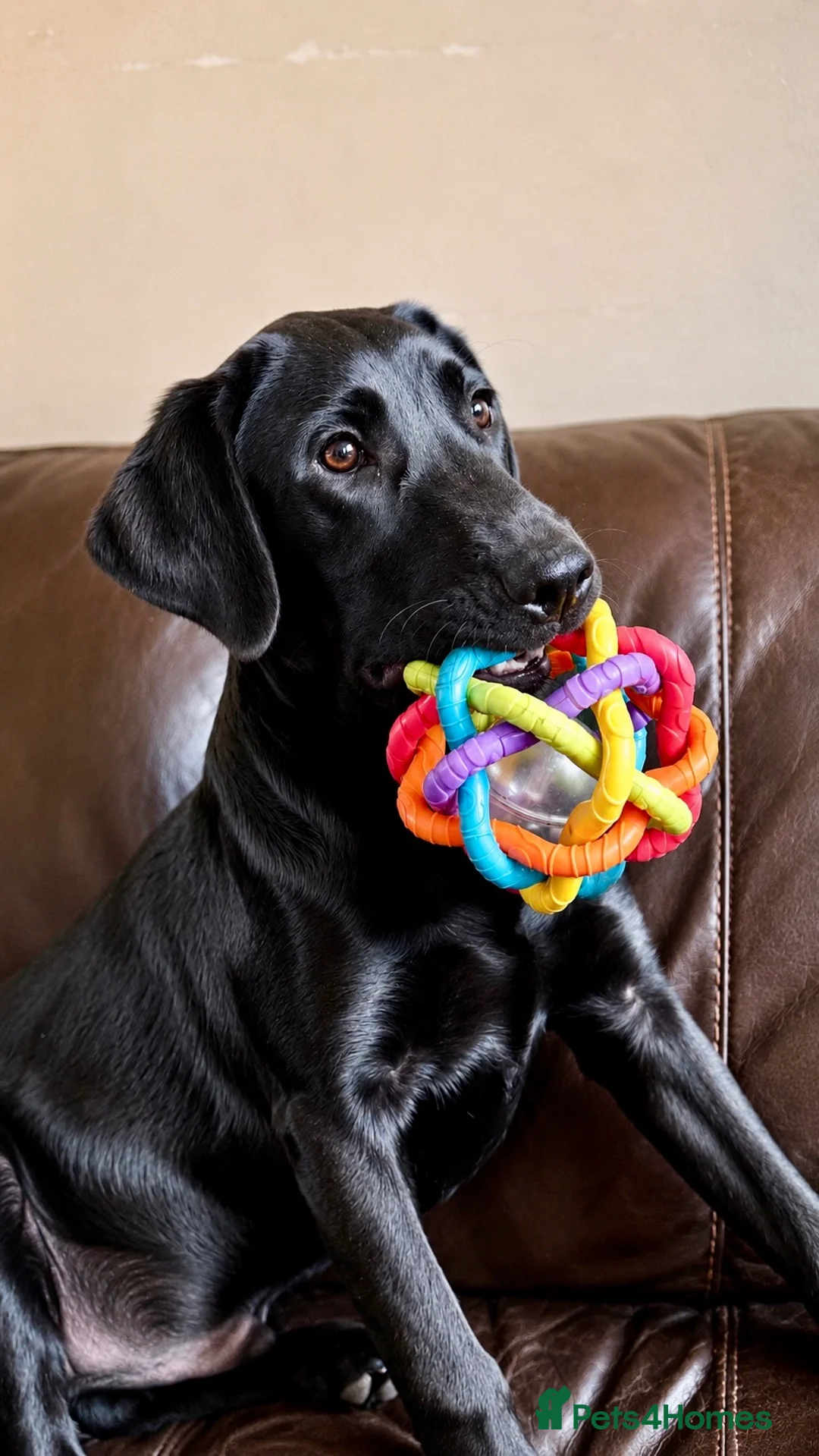 Labrador Retriever dogs for sale: Exceptional KC Reg Labrador Puppies For Sale! - Advert 1