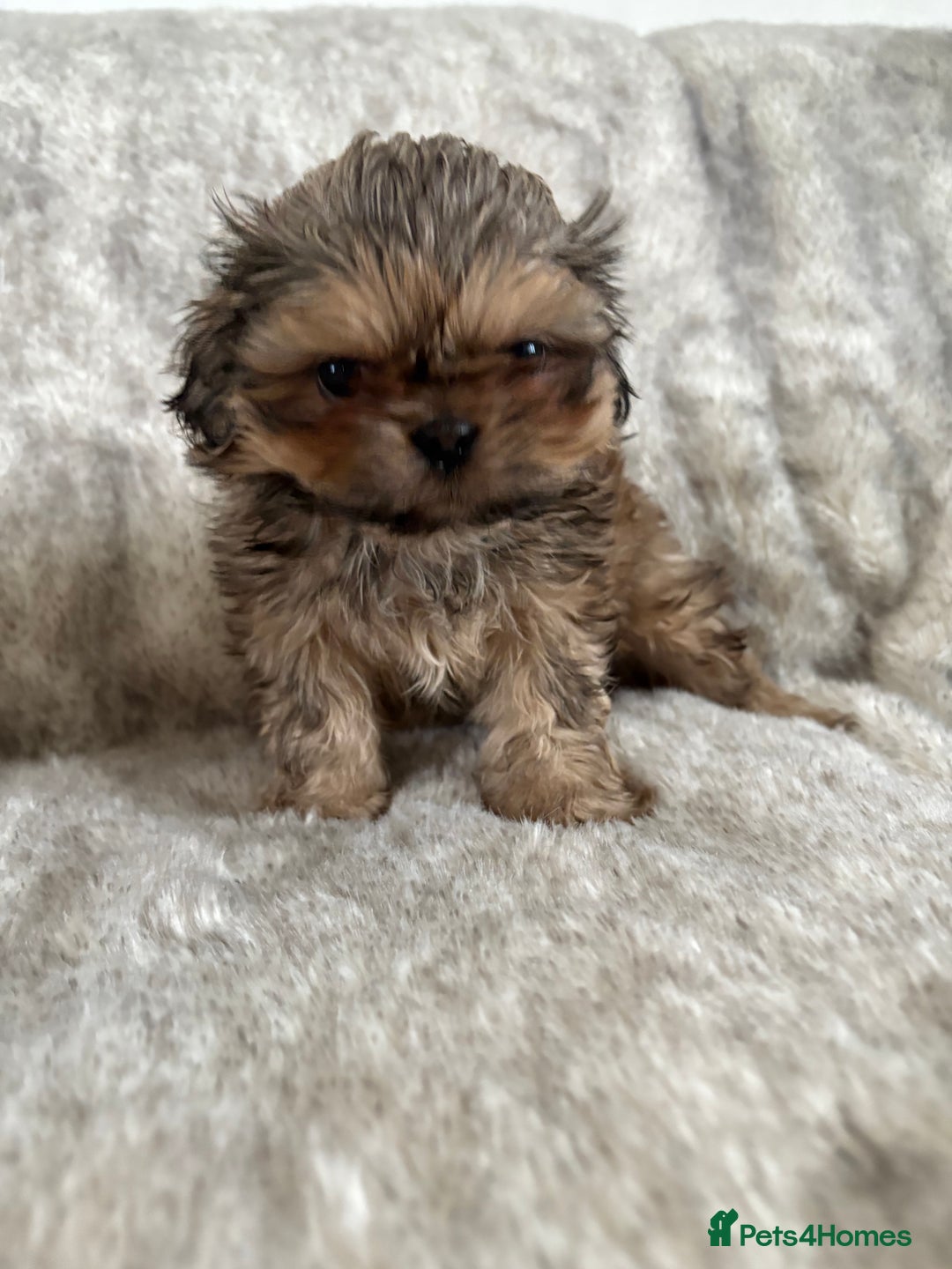 Shih Tzu dogs for sale: Reduced Ready now imperial Shihtzu  - Advert 12