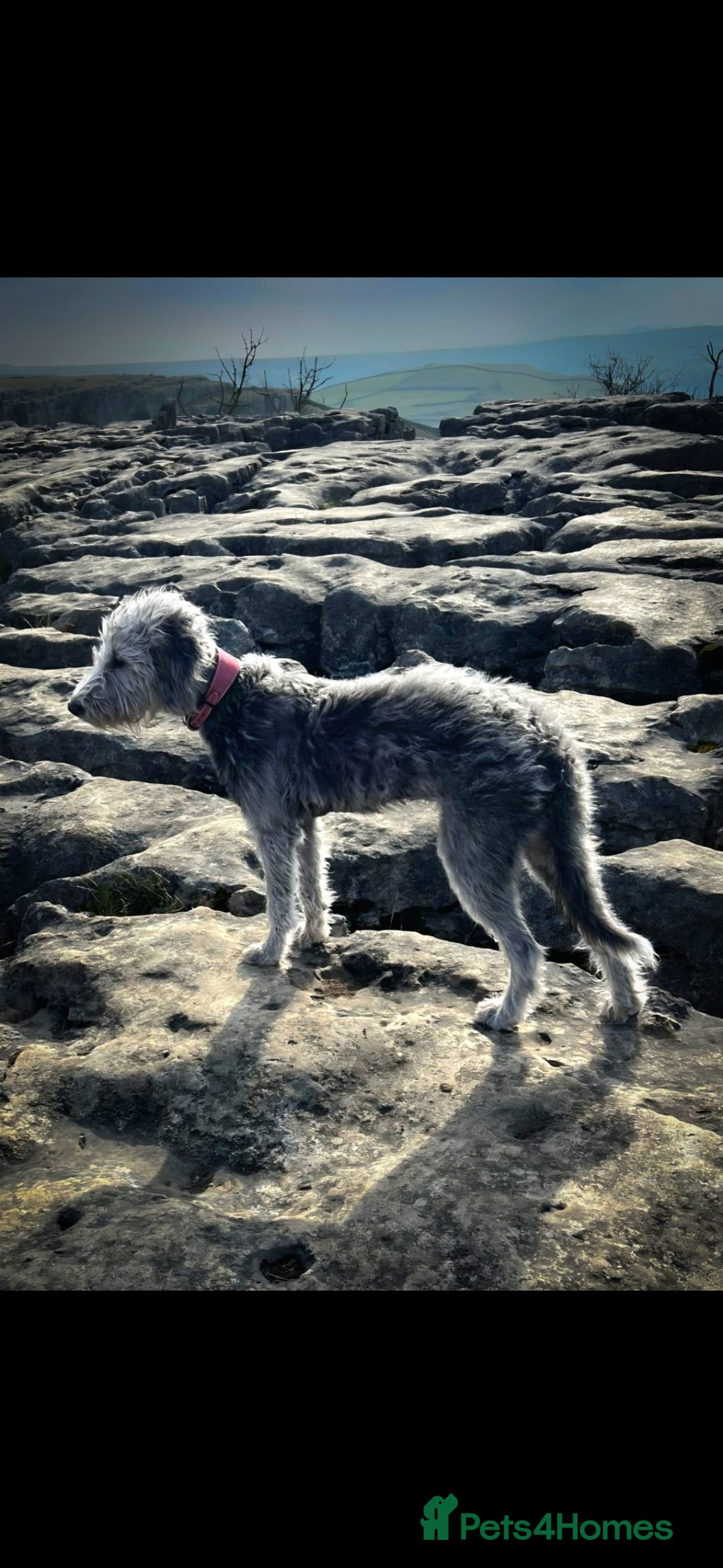 Mixed Breed dogs for sale: Beddlington whippet  - Advert 1