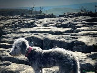 Mixed Breed dogs Beddlington whippet - Advert 14