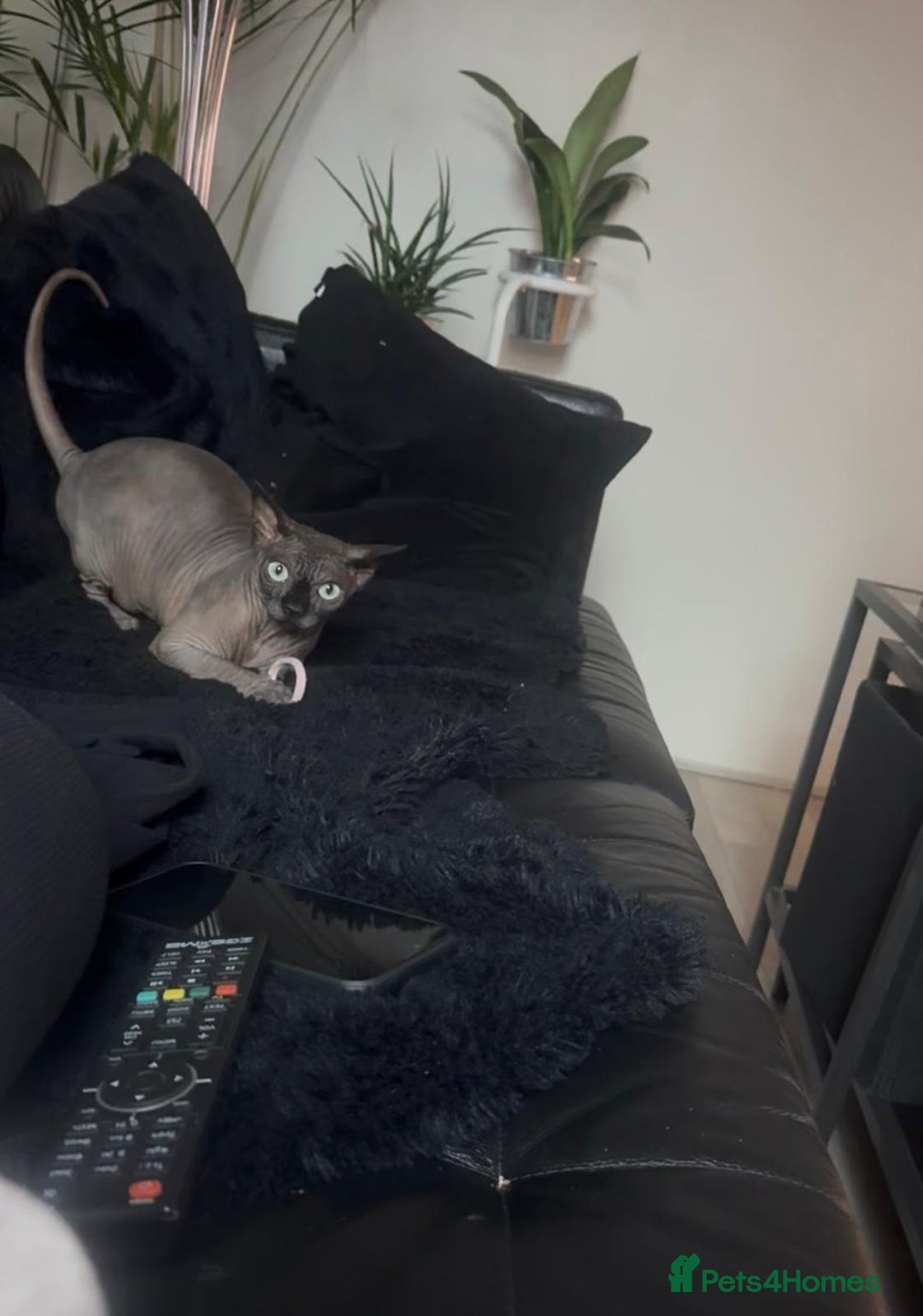 Sphynx cats for sale: 4 years Tica Active girl never breed - Image 5