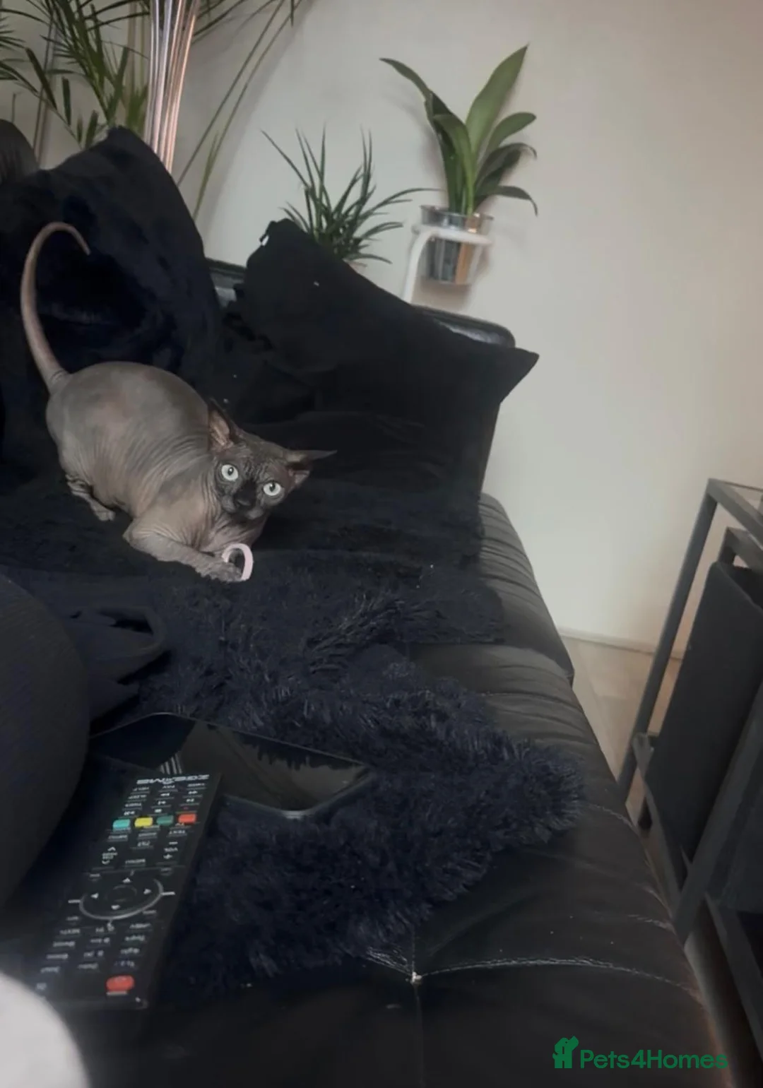 Sphynx cats for sale: 4 years old beautiful girl.  - Advert 7